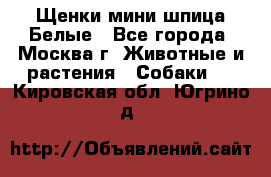 Щенки мини шпица Белые - Все города, Москва г. Животные и растения » Собаки   . Кировская обл.,Югрино д.